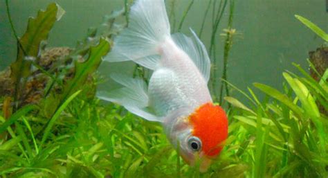 Kinguio Oranda Aquaristz