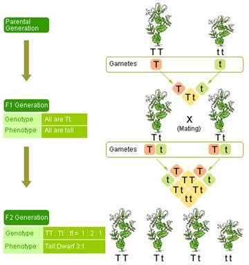 How Do Mendel S Experiments Show That Traits May Be Dominant Or Recessive