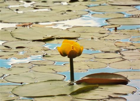 Gambar Alam Mekar Menanam Daun Bunga Berkembang Bunga Refleksi