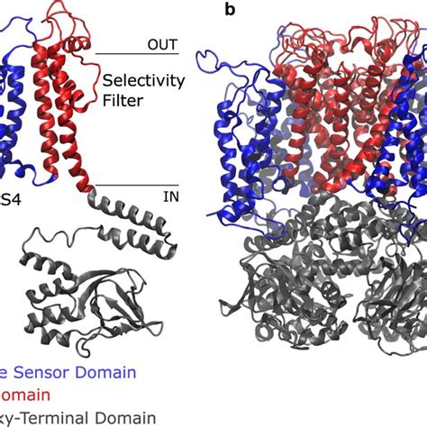 Side View Of Herg Channel A Single Subunit A And The Whole Protein