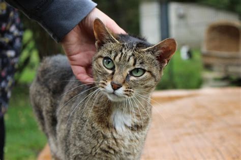 Criquet Montagnes R Fugi S Spa Chaton A Adopter Par Inadvertance Je