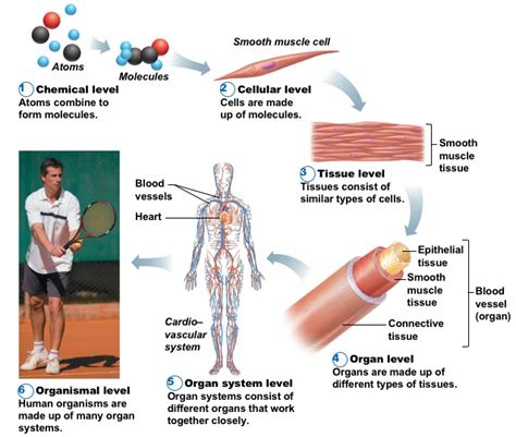 Introduction To Anatomy Physiology Ms Gallagher S Classroom