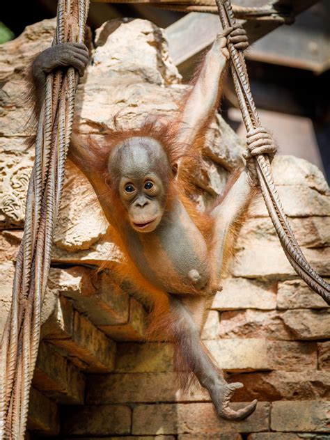 Baby Orangutan Free Stock Photo - Public Domain Pictures