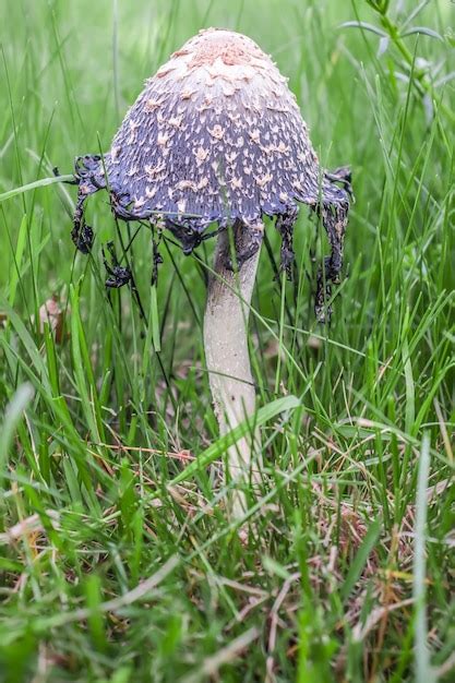 Cogumelos venenosos na natureza na grama verde cogumelos alucinógenos