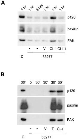 Proteolysis Is Triggered By P Gingivalis Associated Protein Ase