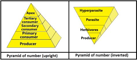 Ecological pyramid: Definition and classification - sciencequery