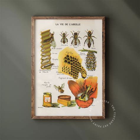 Printable Antique Bee Art Vintage Illustration Farmhouse French Country