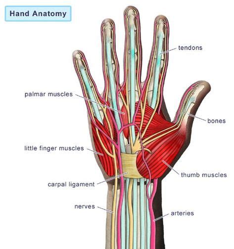 Hand Anatomy Gross View