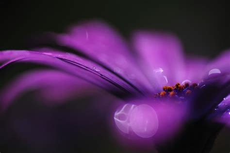 Purple Petaled Flower Flowers Purple Flowers Hd Wallpaper Wallpaper