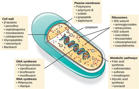 mechanisms  action  antibacterial drugs microbiology