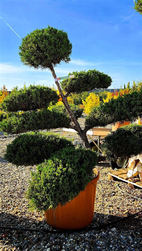 BONSAI – Juniperus Media Mint Julep | 3G Garden