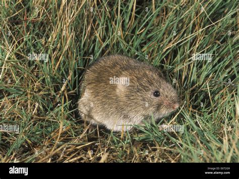 Short Tailed Vole Field Vole Microtus Agrestis Stock Photo Alamy