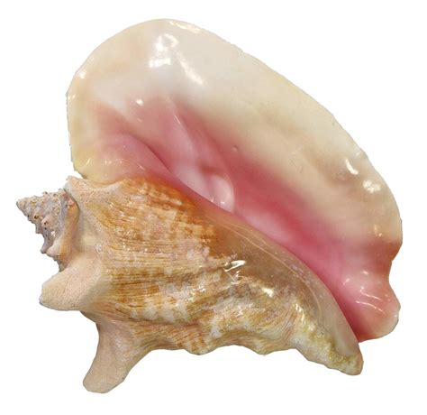 Snail Seashell Conch Png Free Download Png Arts