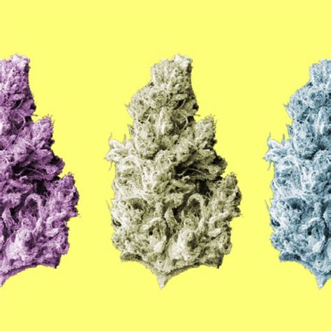 The Best Weed Strains Right Now | Complex