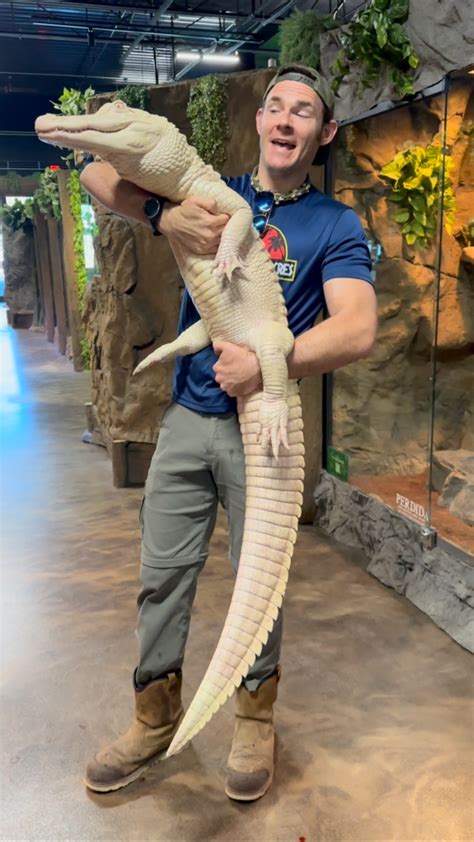 Alligator Vs Crocodile Size