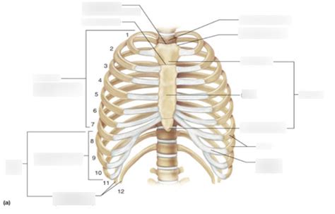 thoracic cavity Diagram | Quizlet