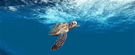 Partager Images Fond D Cran Tortue De Mer Fr Thptnganamst Edu Vn