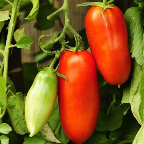 Great Heirloom Tomato Varieties To Grow For Incredible Flavor