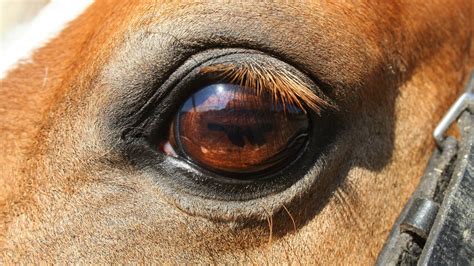 How to paint model horse eyes