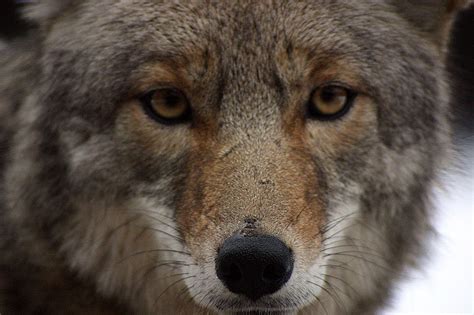 Colorado town posts COYOTE WARNING signs on popular trail ~ Oregon has ...