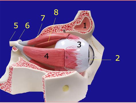 Eye In Orbit Lateral Diagram Quizlet