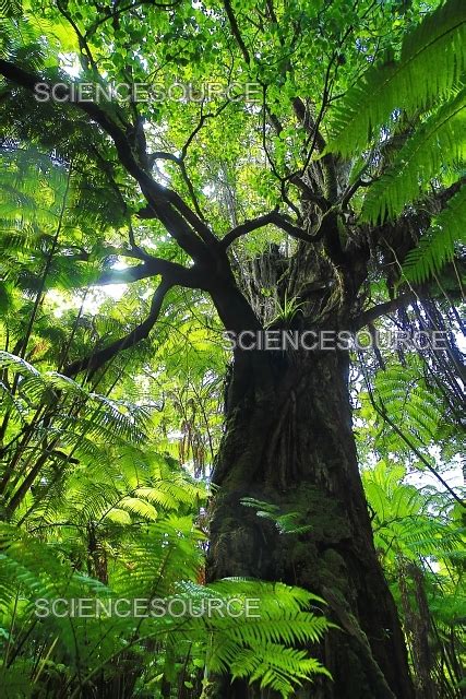 Ohia Tree, Ola'a Rainforest, Hawaii | Stock Image - Science Source Images