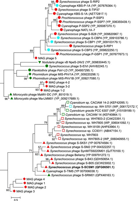 A Unique Set Of Auxiliary Metabolic Genes Found In An Isolated