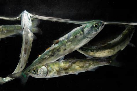 Sea Lice Are Decimating Atlantic Salmon And Climate Change Is Making