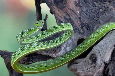 17 Snakes With Paralyzing Venom A Z Animals