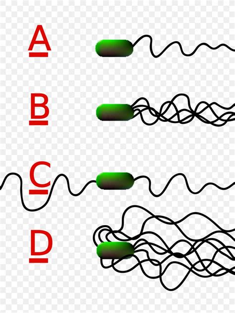 Flagellum Bacteria Prokaryote Cell Flagellate, PNG, 1200x1596px ...