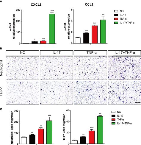 Frontiers Human Il 17 And Tnf α Additively Or Synergistically