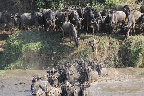 7 Days Private Wildebeest Great Migration Safari In Arusha