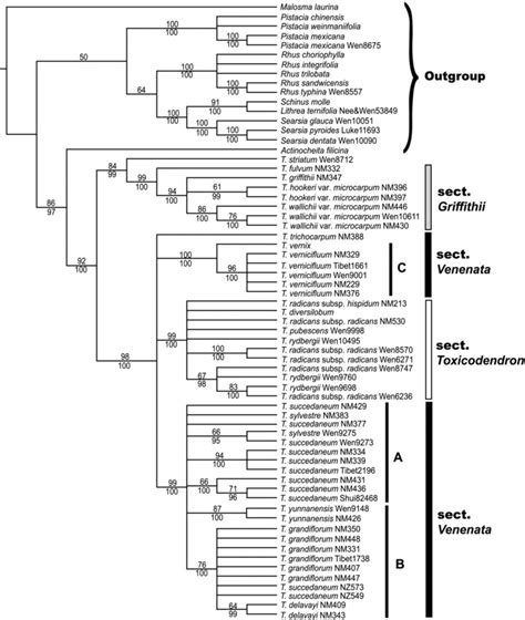 Strict Consensus Tree Of Over 100 000 Most Parsimonious Trees Of Download Scientific Diagram