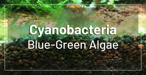 How To Kill Blue Green Algae Cyanobacteria In Freshwater Aquarium