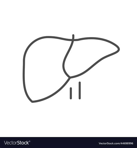 Human Liver Line Outline Icon Royalty Free Vector Image