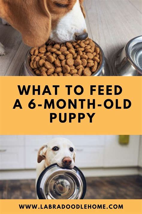 What To Feed A 6 Month Old Puppy A Complete Guide Labradoodle Home