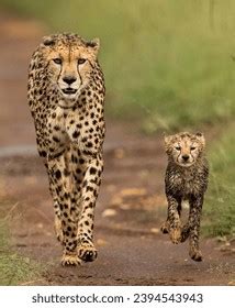 Cheetah Mother Cheetah Cub Stock Photo 2394543943 | Shutterstock