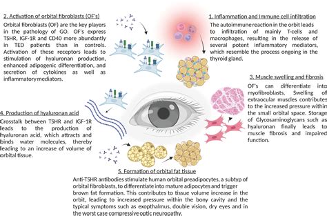 Frontiers Sphingolipids In Thyroid Eye Disease 51 Off