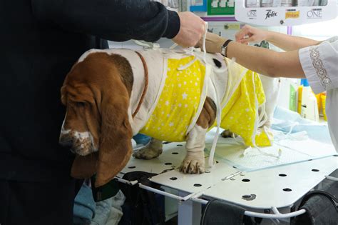Female Dog Spay Recovery: Healing Time & Vet Care Tips