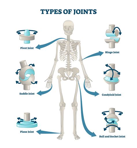 Types Of Joints Vector Illustration Labeled Skeleton Connections