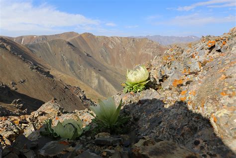 Xinjiang Mulei Snow Lotus Bloom On The Top Of The Mountain Tianshannet