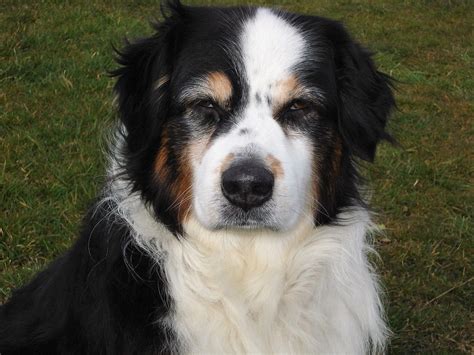 how to cut a australian shepherds hair
