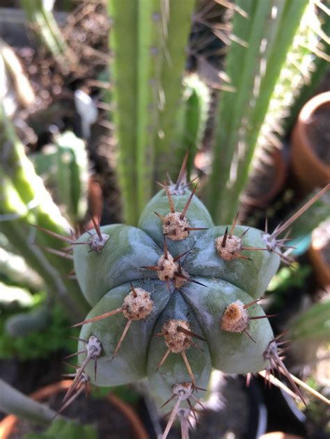 Trichocereus Peruvianus Cv Los Gentiles Plants