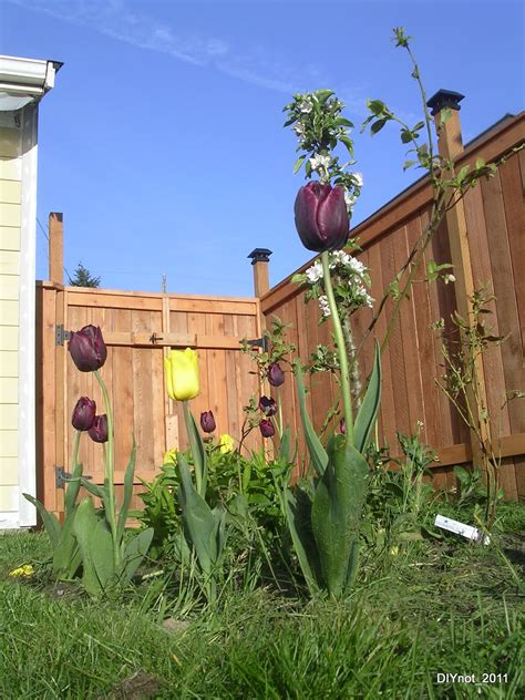 Tulips and dogs don't mix (Matt's response)