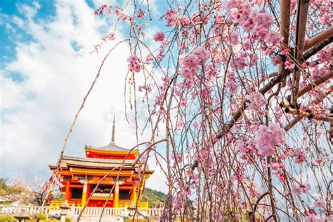 Kiyomizu-dera Temple with Cherry Blossoms in Kyoto, Japan Stock Image ...