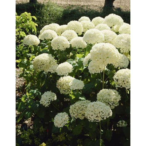 Hydrangea Arborescens Annabelle Large Specimen