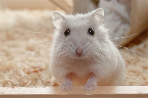 Male Hamster Names - Pet Ponder