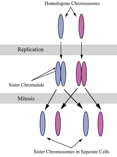 Sister Chromatids - Definition, Functions and Structure | Biology Dictionary