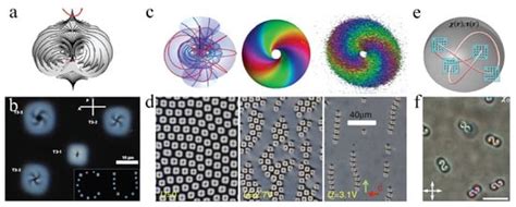 Topological And Dissipative Solitons In Liquid Crystals Encyclopedia Mdpi