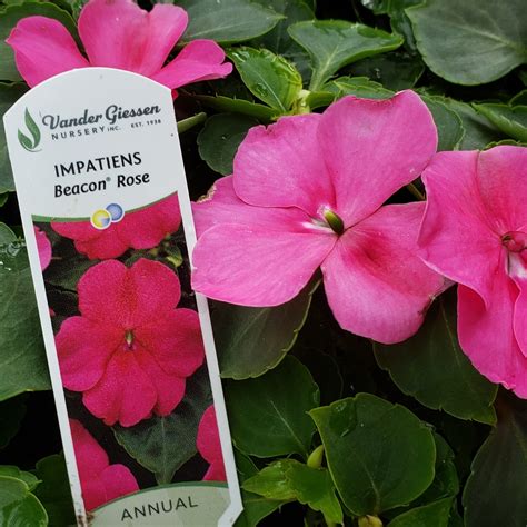 Vander Giessen Nursery - Several years ago, a nasty disease called